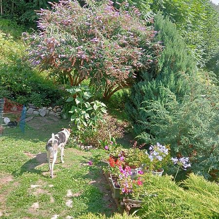 Bed and Breakfast Il Ciliegio Imer Exterior foto